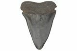 Fossil Broad-Toothed Mako Tooth - South Carolina #214607-1